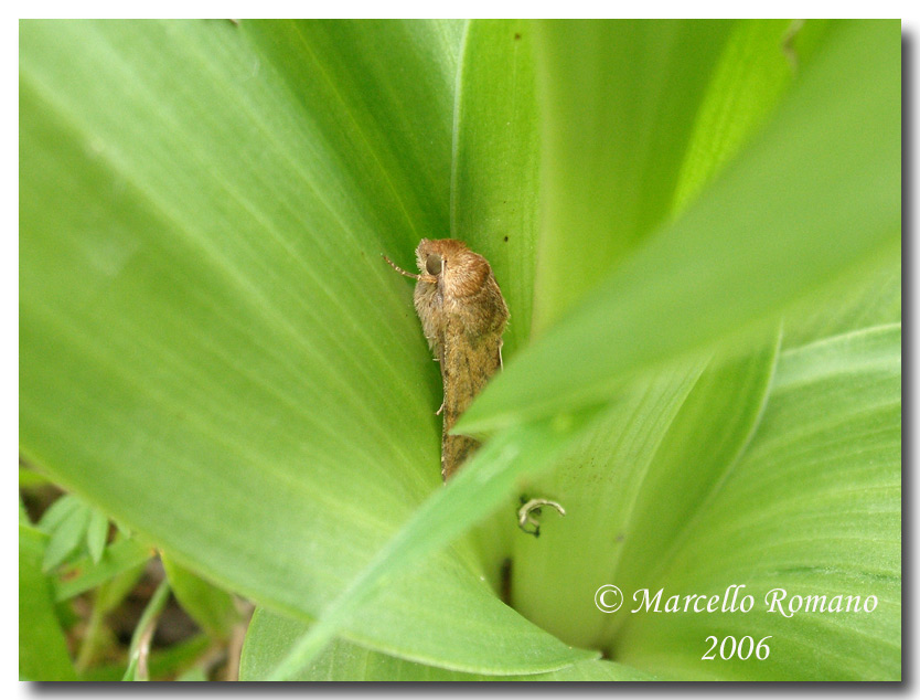 Helicoverpa armigera (nottua) su  Himantoglossum robertianum